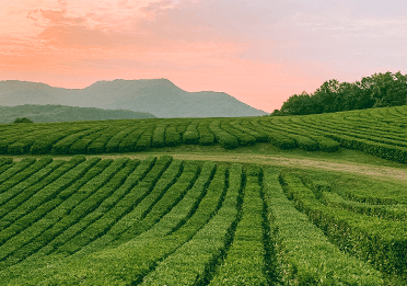 茶园灌溉